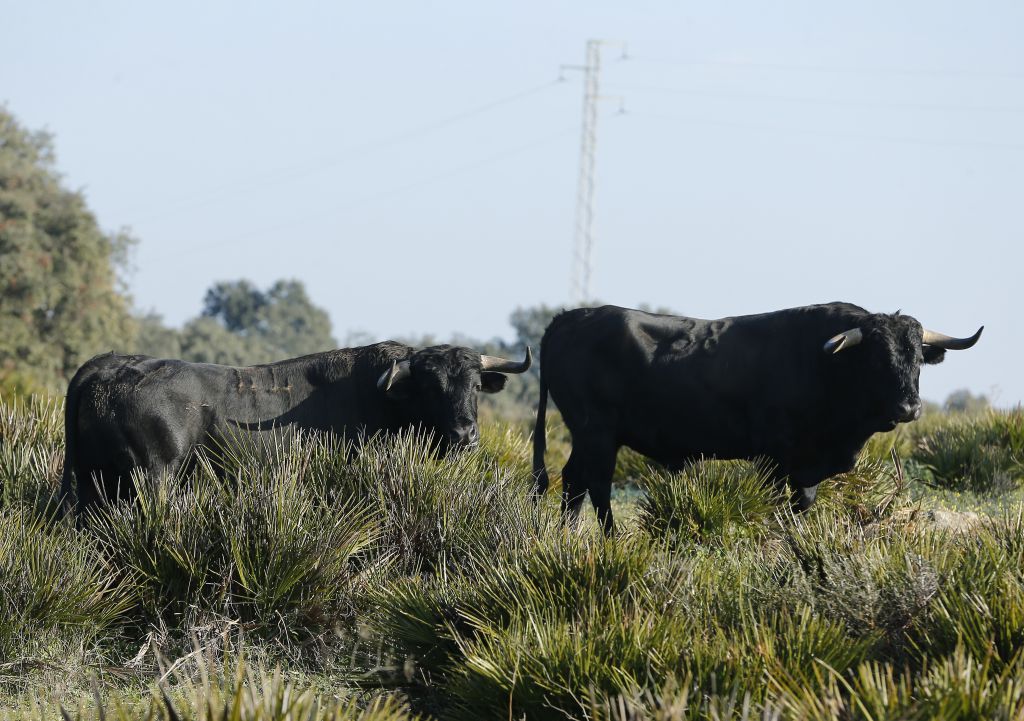 Cuadri, camada de 2018