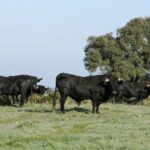 Cuadri, camada de 2018