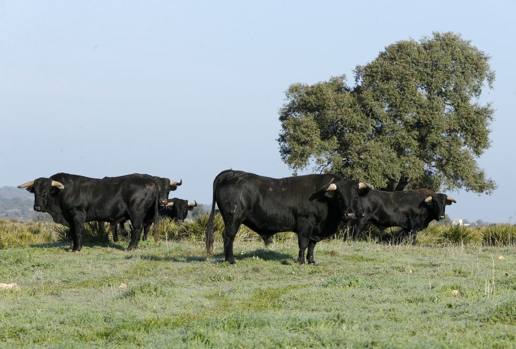Cuadri, camada de 2018