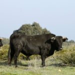 Cuadri, camada de 2018