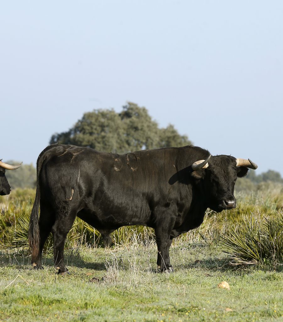 Cuadri, camada de 2018