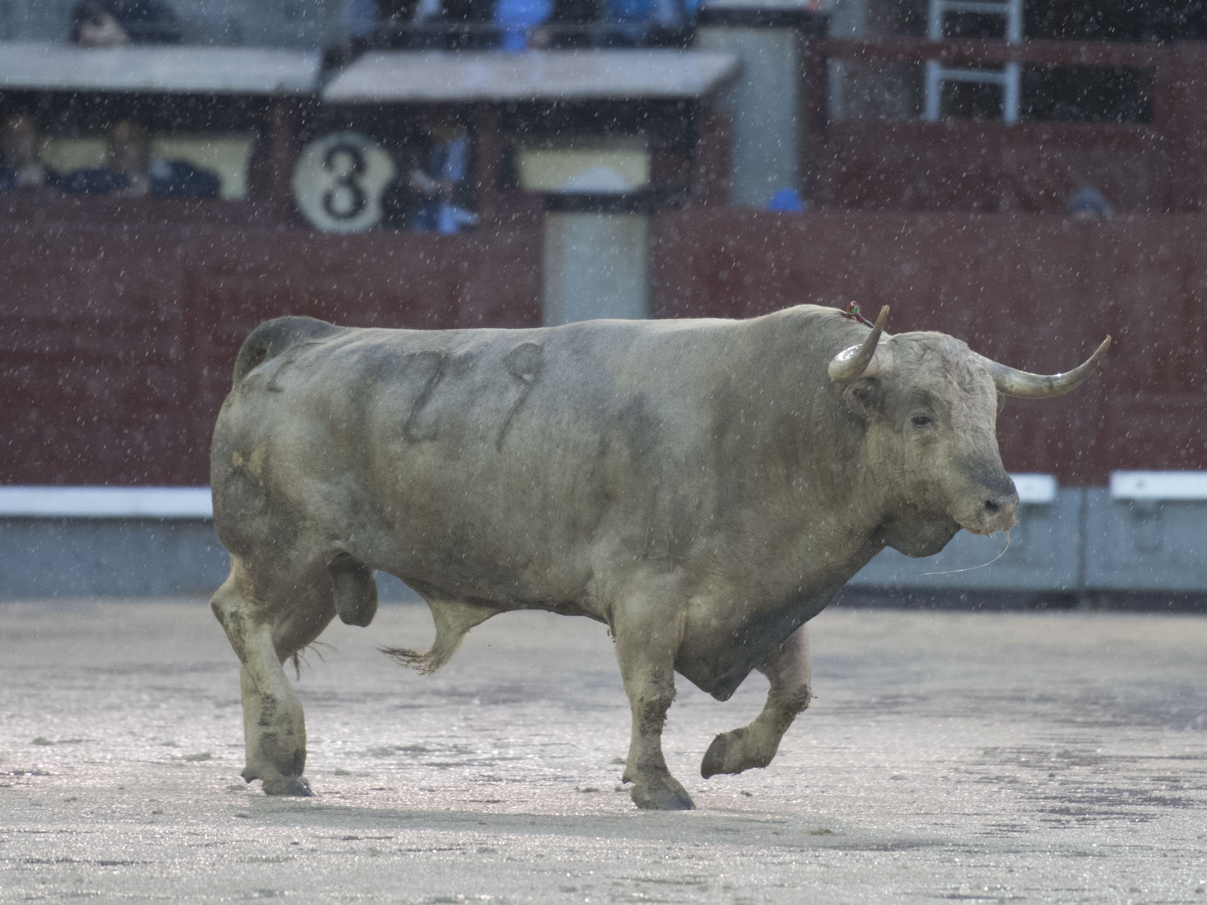 Madrid - Feria de San Isidro - Corrida de toros - Viernes 25 de mayo de 2018