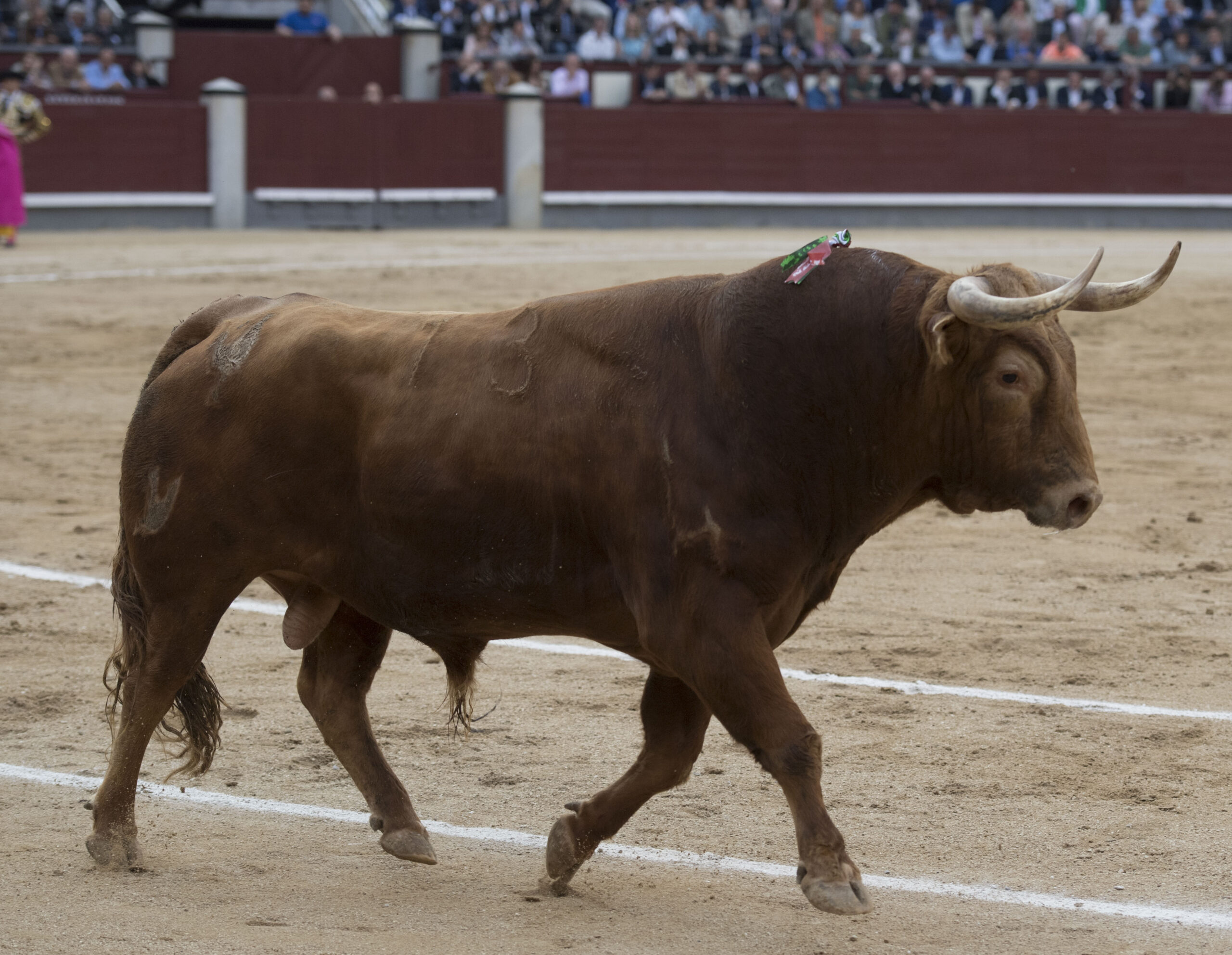 Madrid - Las Ventas - San Isidro - Viernes 11 de mayo de 2018