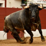 Vic-Fezensac (Francia) - Feria de Pentecostés - Matinal - Domingo 20 de mayo 2018