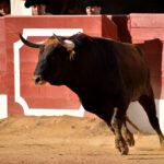 Vic-Fezensac (Francia) - Feria de Pentecostés - Tarde - Domingo 20 de mayo 2018