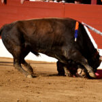 Vic-Fezensac (Francia) - Feria de Pentecostés - Tarde - Domingo 20 de mayo 2018