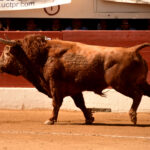 Vic-Fesensac (Francia), lunes 21 de mayo de 2018. Toros de Pedraza de Yeltes para Curro Díaz, Daniel Luque y Emilio de Justo