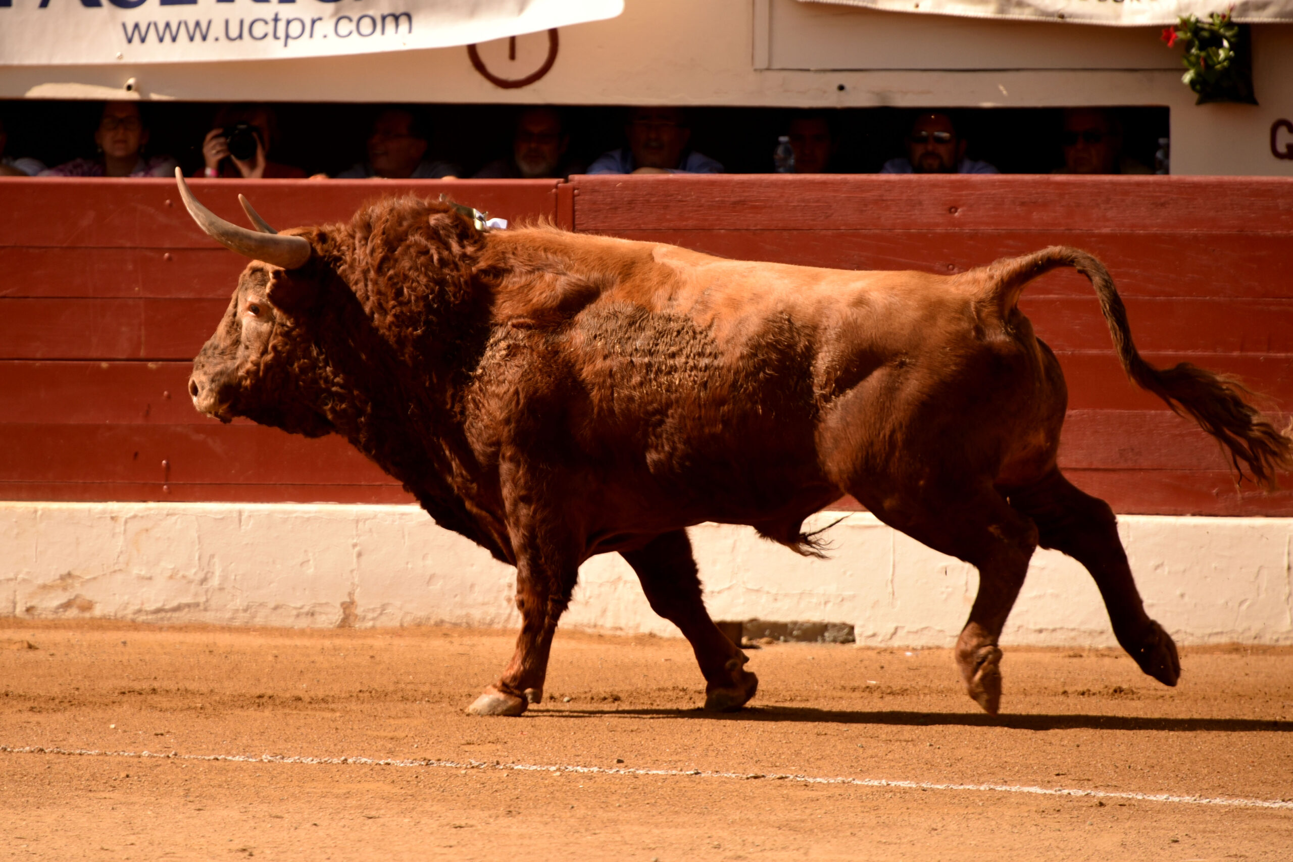 Vic-Fesensac (Francia), lunes 21 de mayo de 2018. Toros de Pedraza de Yeltes para Curro Díaz, Daniel Luque y Emilio de Justo