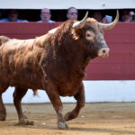 Vic-Fesensac (Francia), lunes 21 de mayo de 2018. Toros de Pedraza de Yeltes para Curro Díaz, Daniel Luque y Emilio de Justo