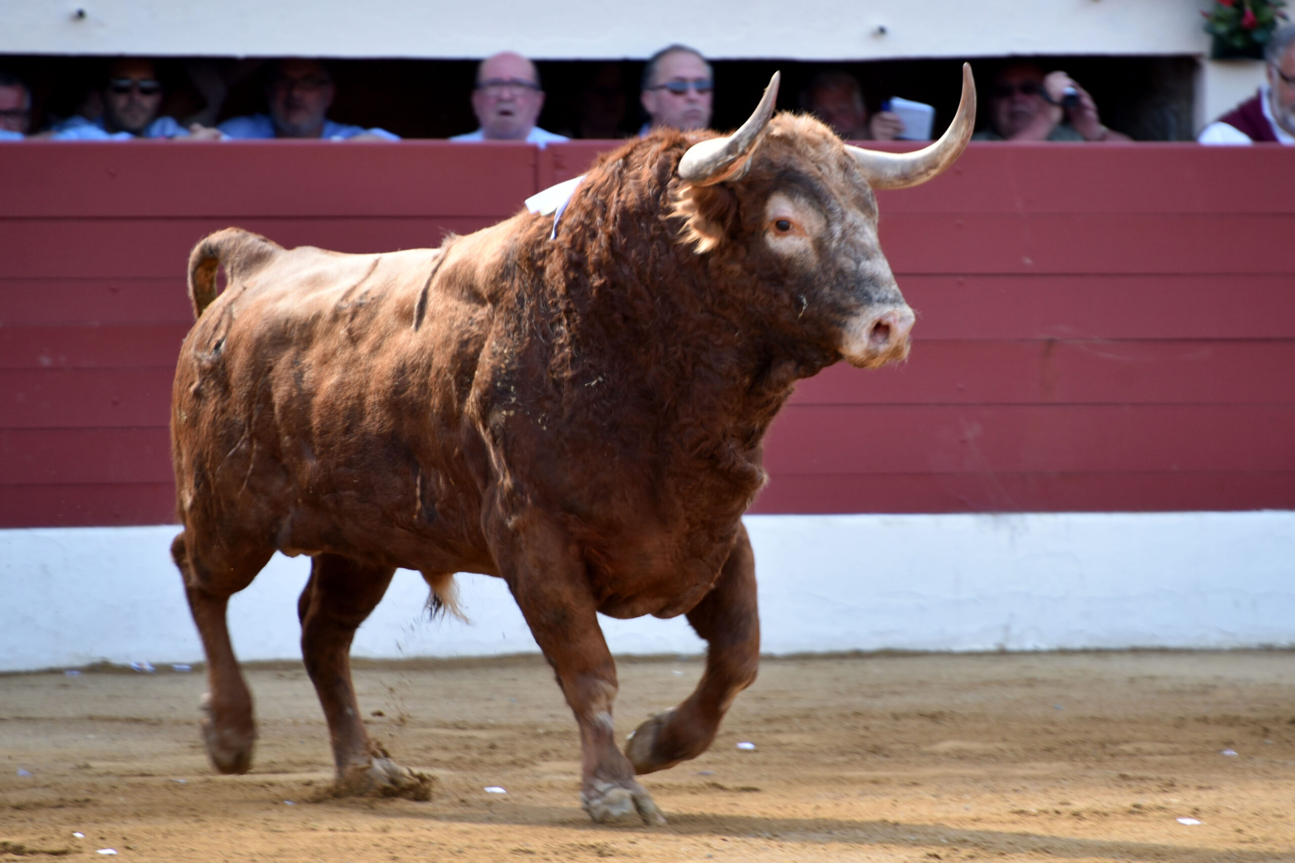 Vic-Fesensac (Francia), lunes 21 de mayo de 2018. Toros de Pedraza de Yeltes para Curro Díaz, Daniel Luque y Emilio de Justo