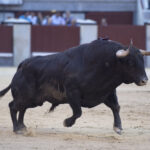 Vic-Fesensac (Francia), lunes 21 de mayo de 2018. Toros de Pedraza de Yeltes para Curro Díaz, Daniel Luque y Emilio de Justo