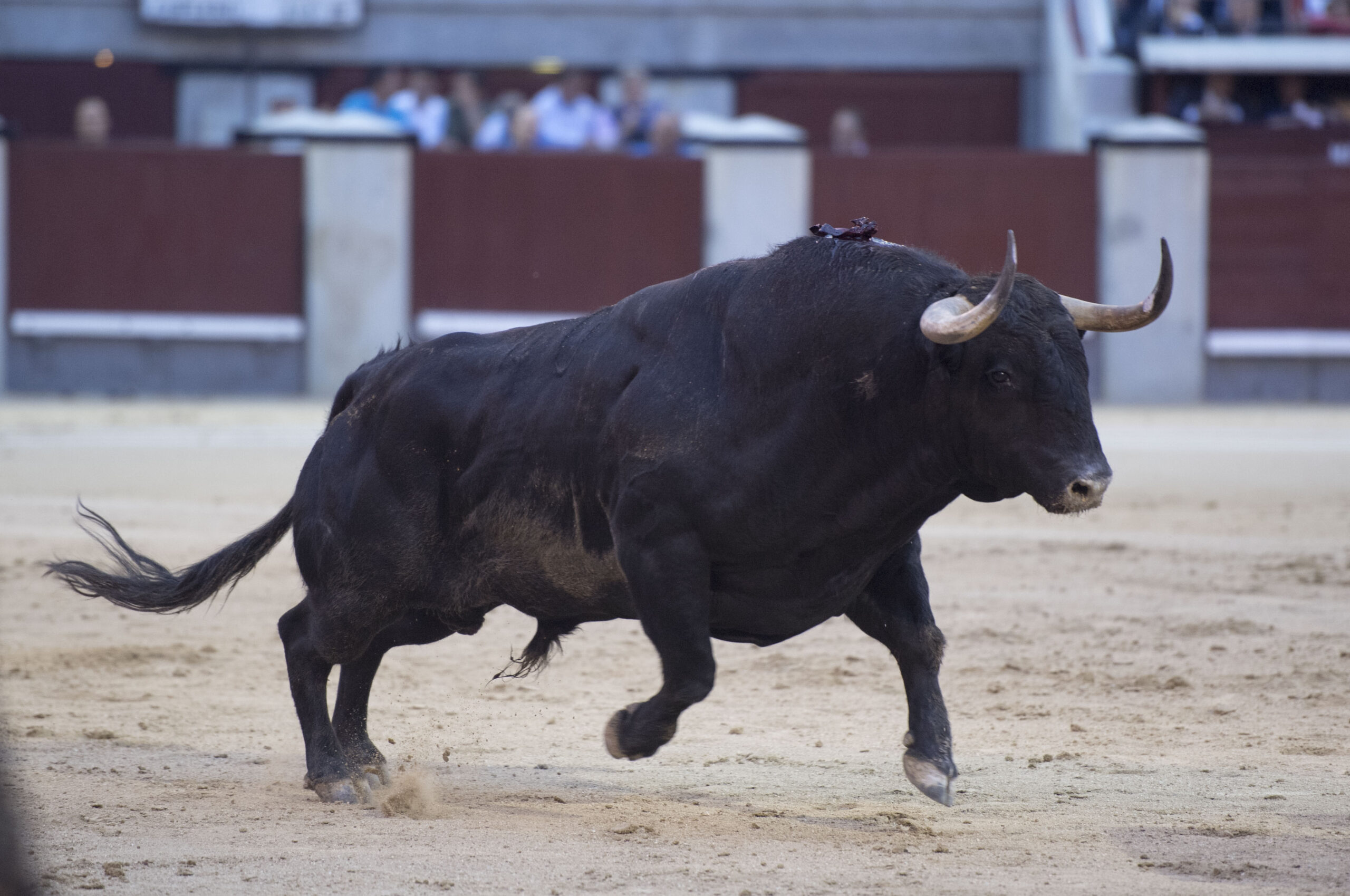 Vic-Fesensac (Francia), lunes 21 de mayo de 2018. Toros de Pedraza de Yeltes para Curro Díaz, Daniel Luque y Emilio de Justo