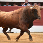 Vic-Fesensac (Francia), lunes 21 de mayo de 2018. Toros de Pedraza de Yeltes para Curro Díaz, Daniel Luque y Emilio de Justo