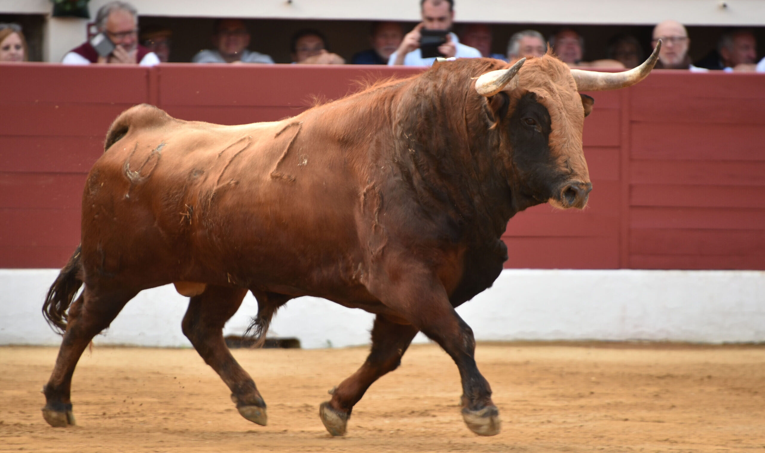 Vic-Fesensac (Francia), lunes 21 de mayo de 2018. Toros de Pedraza de Yeltes para Curro Díaz, Daniel Luque y Emilio de Justo