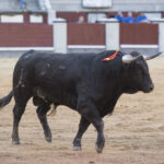 Madrid, martes 1 de mayo de 2018. Feria de la Comunidad