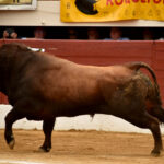 Vic-Fesensac (Francia), lunes 21 de mayo de 2018. Toros de Pedraza de Yeltes para Curro Díaz, Daniel Luque y Emilio de Justo
