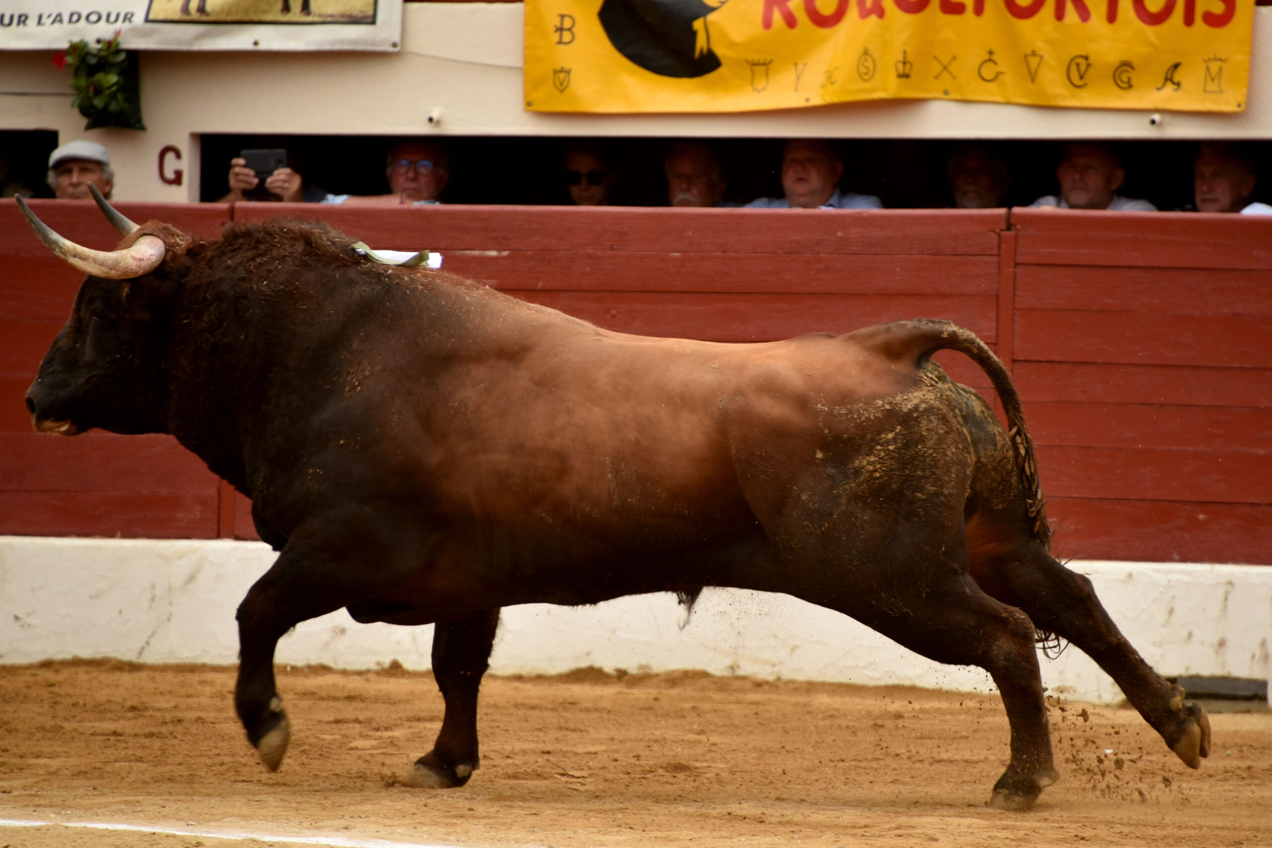 Vic-Fesensac (Francia), lunes 21 de mayo de 2018. Toros de Pedraza de Yeltes para Curro Díaz, Daniel Luque y Emilio de Justo