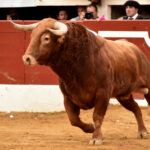 Vic-Fesensac (Francia), lunes 21 de mayo de 2018. Toros de Pedraza de Yeltes para Curro Díaz, Daniel Luque y Emilio de Justo