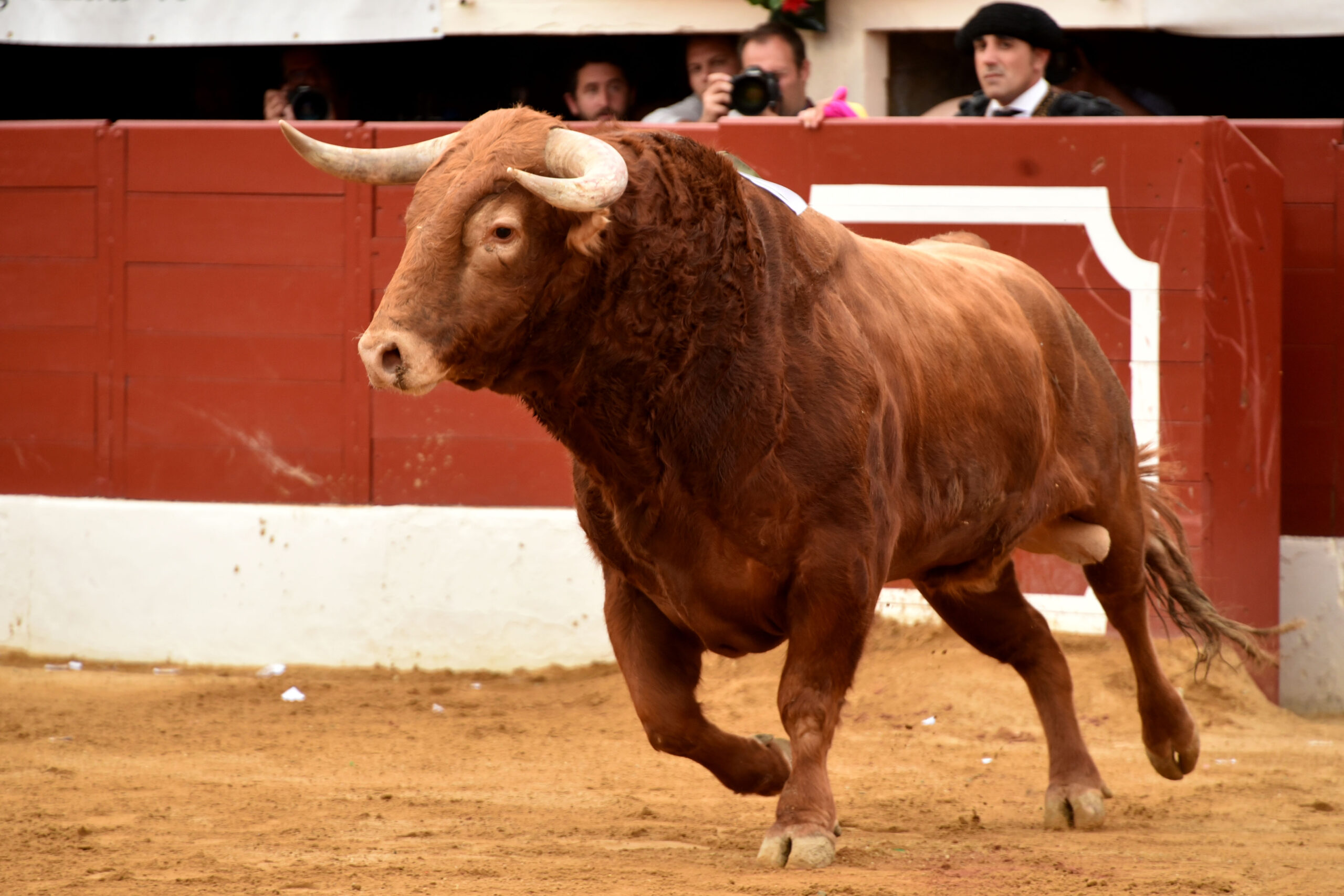 Vic-Fesensac (Francia), lunes 21 de mayo de 2018. Toros de Pedraza de Yeltes para Curro Díaz, Daniel Luque y Emilio de Justo