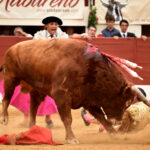 Vic-Fesensac (Francia), lunes 21 de mayo de 2018. Toros de Pedraza de Yeltes para Curro Díaz, Daniel Luque y Emilio de Justo