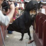 Madrid - Feria de San Isidro - Corrida de rejones - Domingo 20 de mayo de 2018