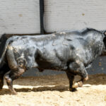 Madrid - Feria de San Isidro - Sorteo - Novillada picada - Sábado 26 de mayo de 2018