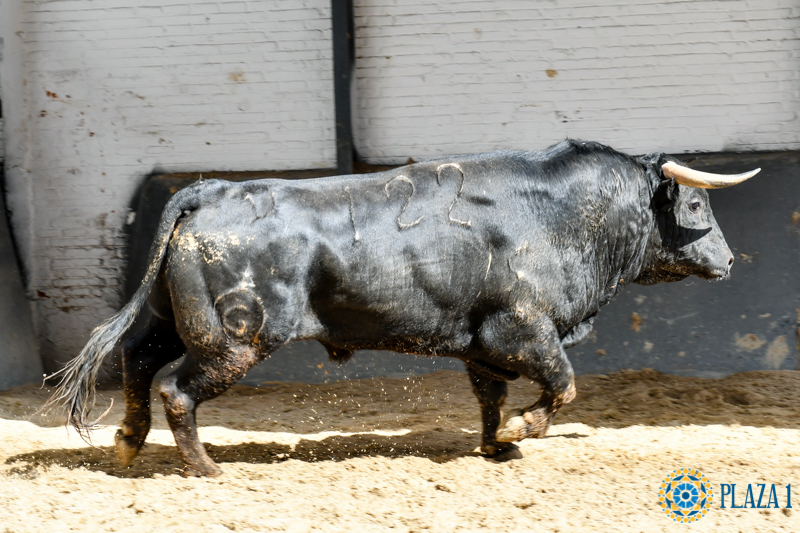 Madrid - Feria de San Isidro - Sorteo - Novillada picada - Sábado 26 de mayo de 2018