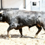 Madrid - Feria de San Isidro - Sorteo - Novillada picada - Sábado 26 de mayo de 2018