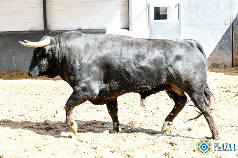 Madrid - Feria de San Isidro - Sorteo - Novillada picada - Sábado 26 de mayo de 2018