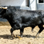 Madrid - Feria de San Isidro - Sorteo - Novillada picada - Sábado 26 de mayo de 2018