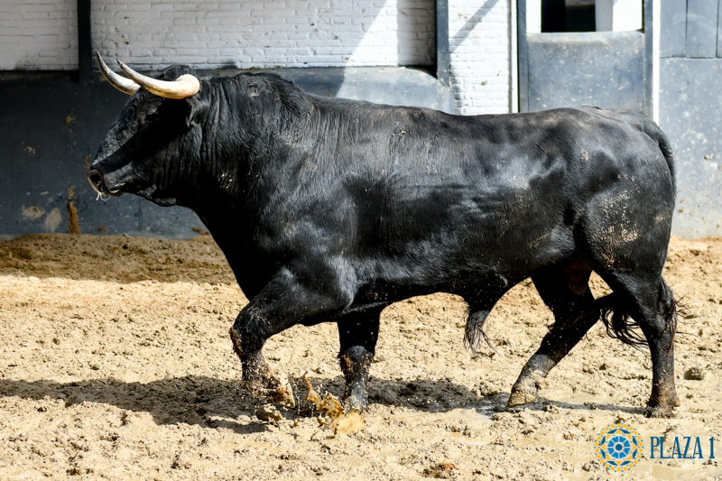 Madrid - Feria de San Isidro - Sorteo - Novillada picada - Sábado 26 de mayo de 2018