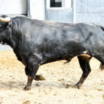 Madrid - Feria de San Isidro - Sorteo - Novillada picada - Sábado 26 de mayo de 2018