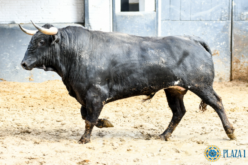 Madrid - Feria de San Isidro - Sorteo - Novillada picada - Sábado 26 de mayo de 2018