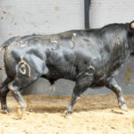 Madrid - Feria de San Isidro - Sorteo - Novillada picada - Sábado 26 de mayo de 2018