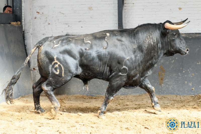 Madrid - Feria de San Isidro - Sorteo - Novillada picada - Sábado 26 de mayo de 2018