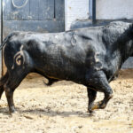 Madrid - Feria de San Isidro - Sorteo - Novillada picada - Sábado 26 de mayo de 2018