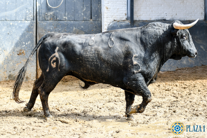 Madrid - Feria de San Isidro - Sorteo - Novillada picada - Sábado 26 de mayo de 2018