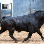 Madrid - Sorteo - Toros de Bohórquez - Sábado 12 de mayo de 2018