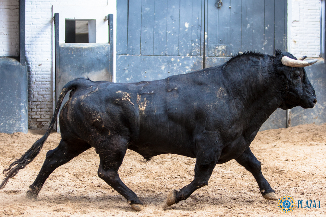 Madrid - Sorteo - Toros de Bohórquez - Sábado 12 de mayo de 2018