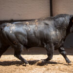 Madrid - Sorteo - Toros de Bohórquez - Sábado 12 de mayo de 2018