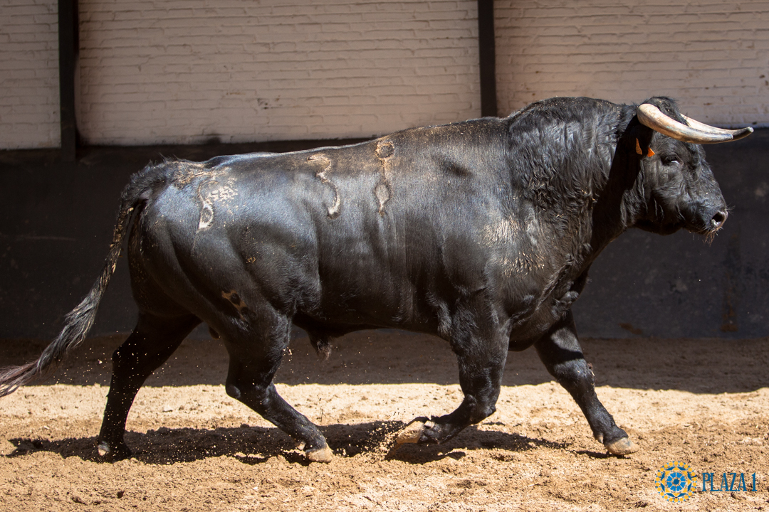 Madrid - Sorteo - Toros de Bohórquez - Sábado 12 de mayo de 2018