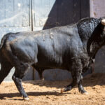 Madrid - Sorteo - Toros de Bohórquez - Sábado 12 de mayo de 2018