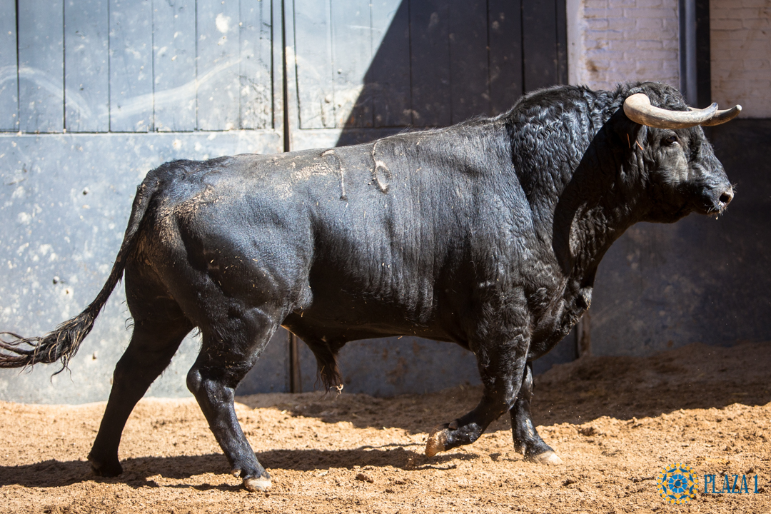 Madrid - Sorteo - Toros de Bohórquez - Sábado 12 de mayo de 2018