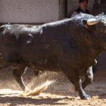 Madrid - Sorteo - Toros de Bohórquez - Sábado 12 de mayo de 2018