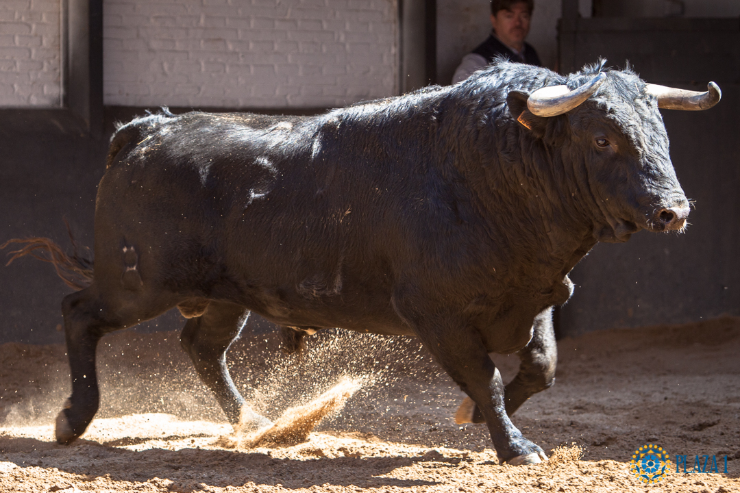 Madrid - Sorteo - Toros de Bohórquez - Sábado 12 de mayo de 2018