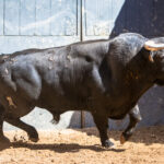 Madrid - Sorteo - Toros de Bohórquez - Sábado 12 de mayo de 2018