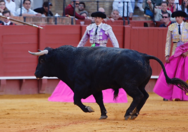Sevilla - Novillada picada - Domingo 27 de mayo de 2018