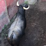 Madrid - Embarque de los toros de Partido de Resina - Lunes 28 de mayo de 2018