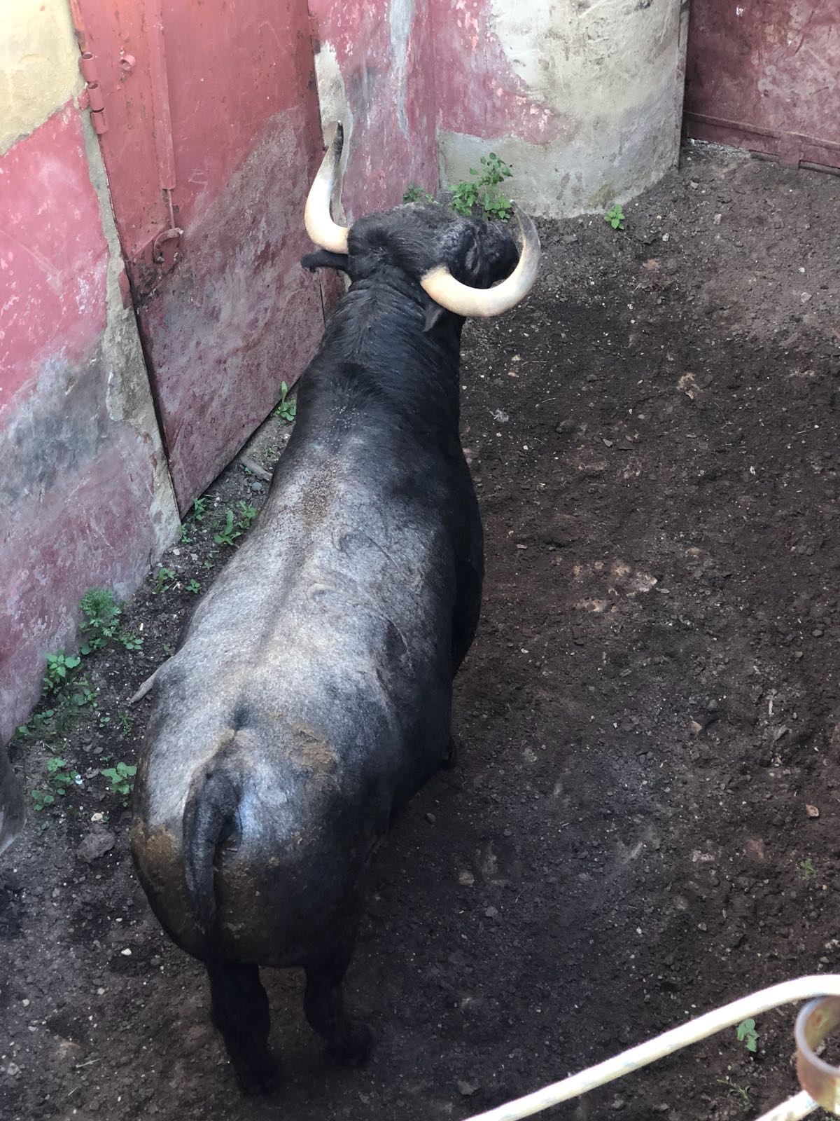 Madrid - Embarque de los toros de Partido de Resina - Lunes 28 de mayo de 2018