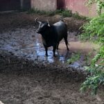 Madrid - Embarque de los toros de Partido de Resina - Lunes 28 de mayo de 2018